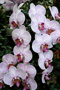 Orchid&eacute;e