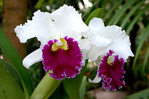 Orchid&eacute;e