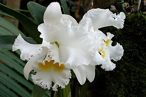 Orchid&eacute;e