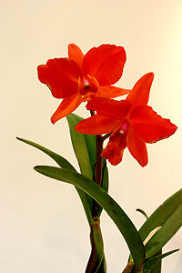 Orchid&eacute;e