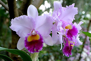Orchid&eacute;e