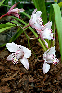 Orchid&eacute;e
