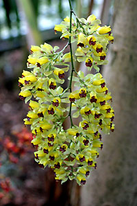 Orchid&eacute;e