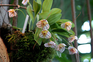 Orchid&eacute;e