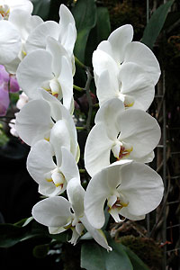 Orchid&eacute;e