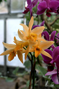 Orchid&eacute;e