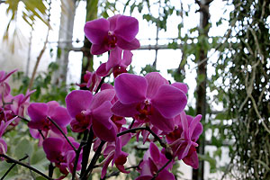 Orchid&eacute;e