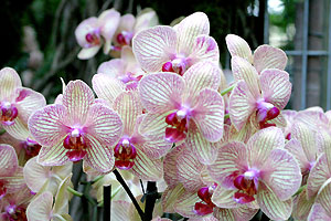 Orchid&eacute;e