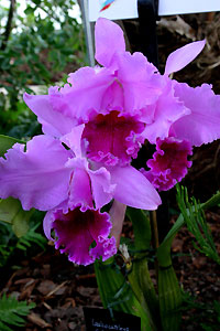 Orchid&eacute;e