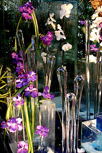 Orchid&eacute;e