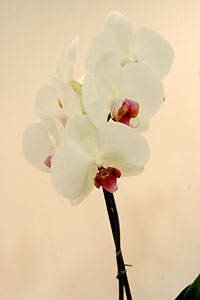 Orchid&eacute;e