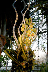 Orchid&eacute;e