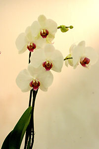Orchid&eacute;e