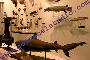 Mus&eacute;e Aquarium de Nancy