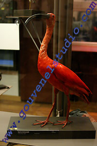 Mus&eacute;e Aquarium de Nancy