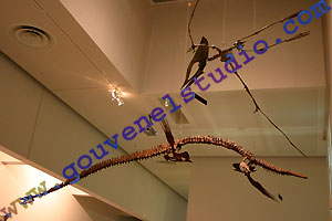 Mus&eacute;e Aquarium de Nancy