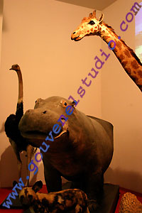 Mus&eacute;e Aquarium de Nancy