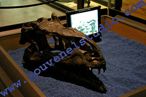 Mus&eacute;e Aquarium de Nancy