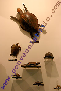 Mus&eacute;e Aquarium de Nancy