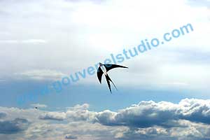 Cerf-Volant